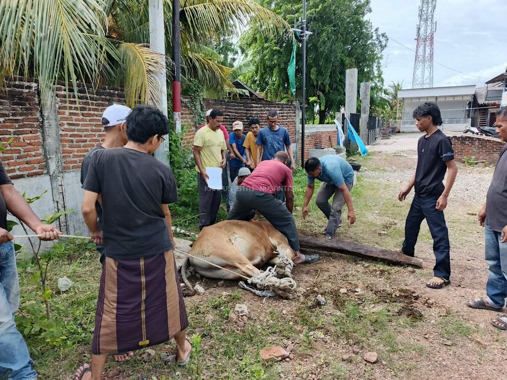 Kebersamaan Idul Adha: STAI Nusantara Bagikan Daging Qurban ke Mahasantri dan Masyarakat
